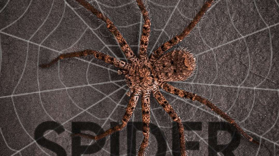 Spider